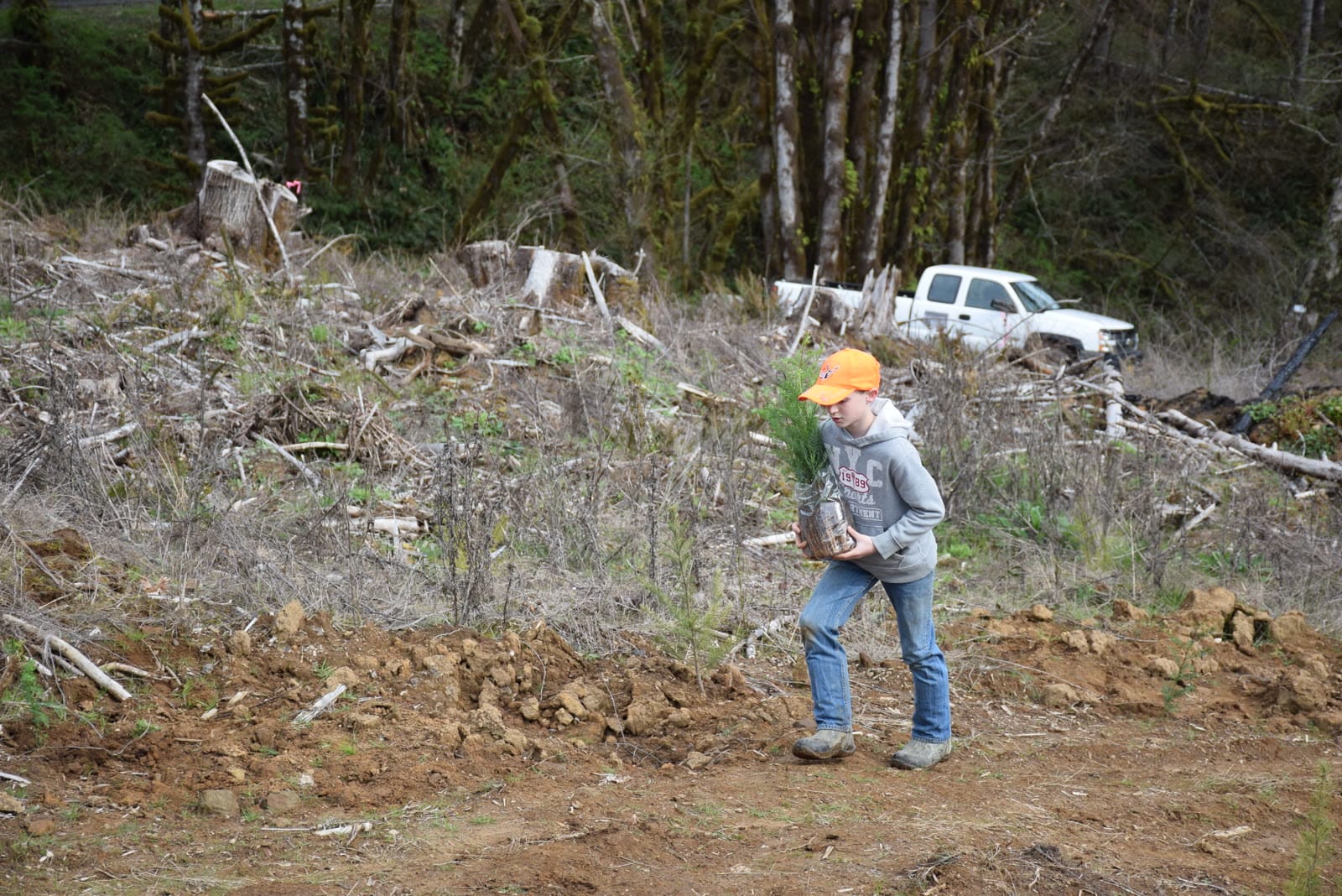 A student volunteer planting tree seedlings.