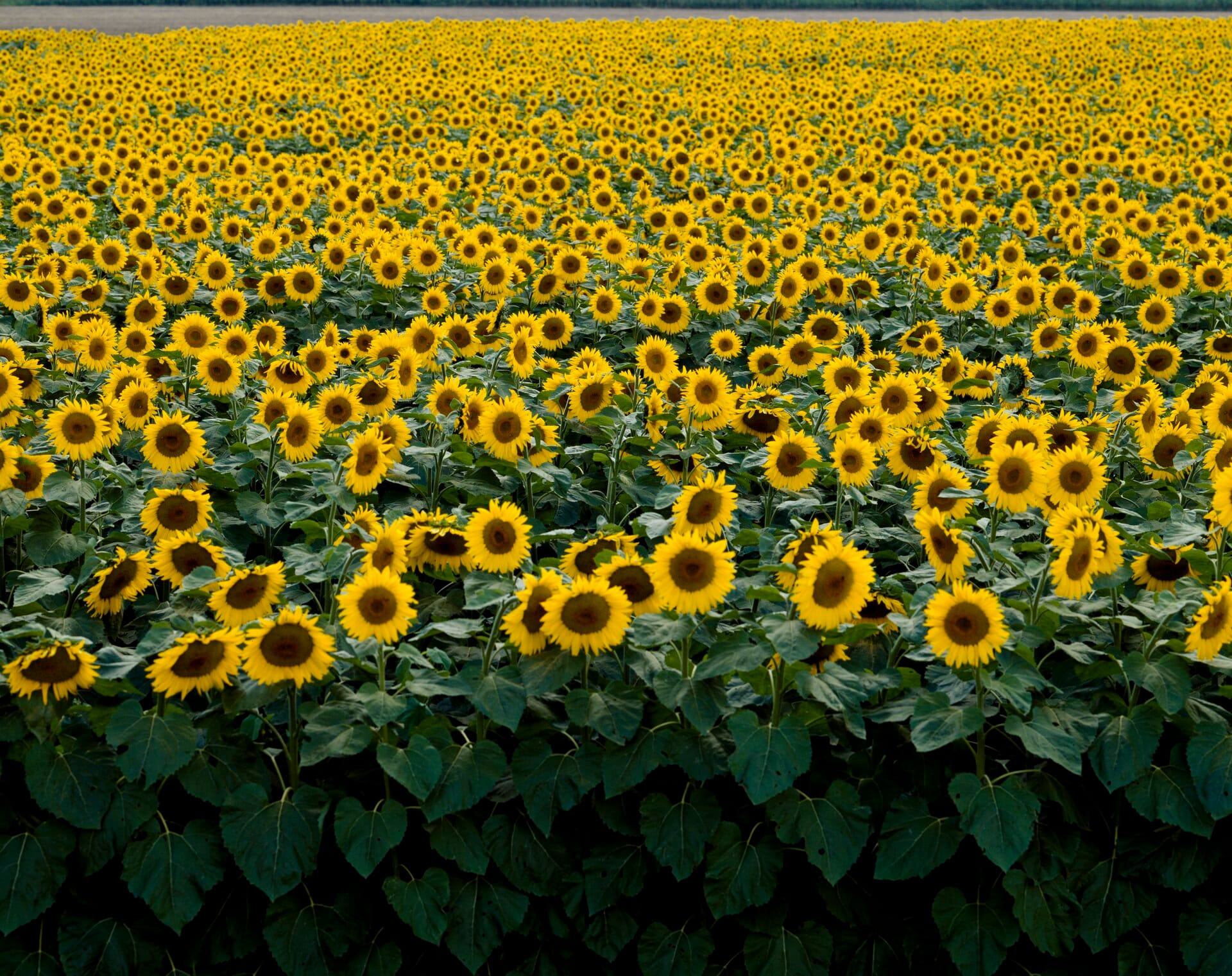 A field of sunflowers in full bloom stretching to the horizon.